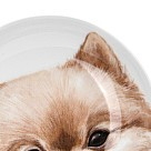 Тарелка Fissman DOGS 10 см фарфор (16073)