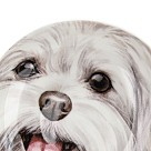 Тарілка Fissman DOGS 10 см порцеляна (16075)